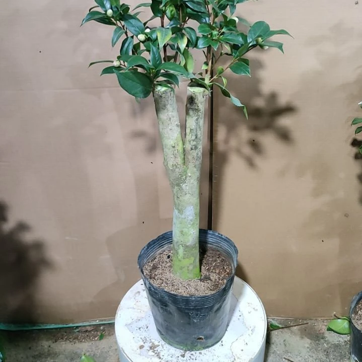 439超五混接，原盆原土发货，不包邮