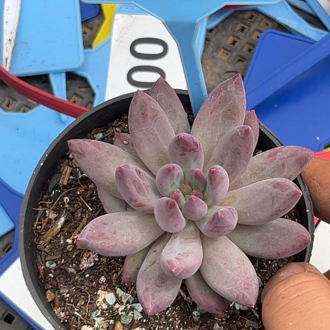 多肉植物虞美人548