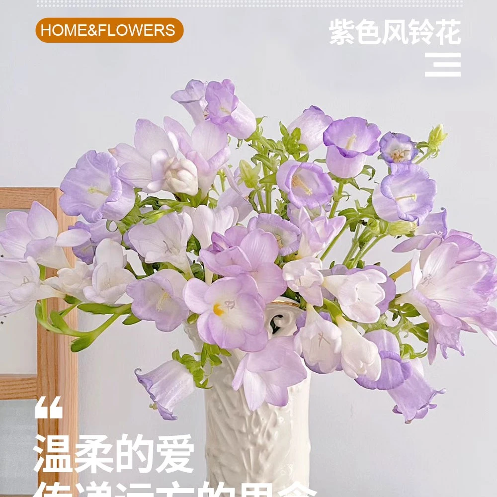 紫色风铃花云南直发家居花材鲜切花
