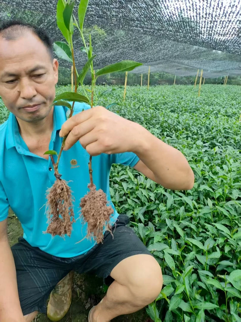 正宗梅占茶树苗优质早熟绿茶扦插苗庭院地栽