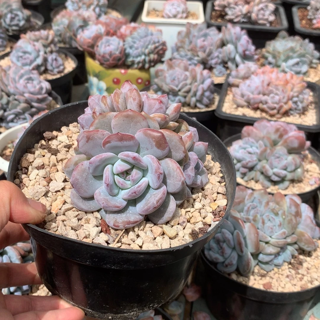 无花朵哈哈哈哈哈哈哈哈哈7