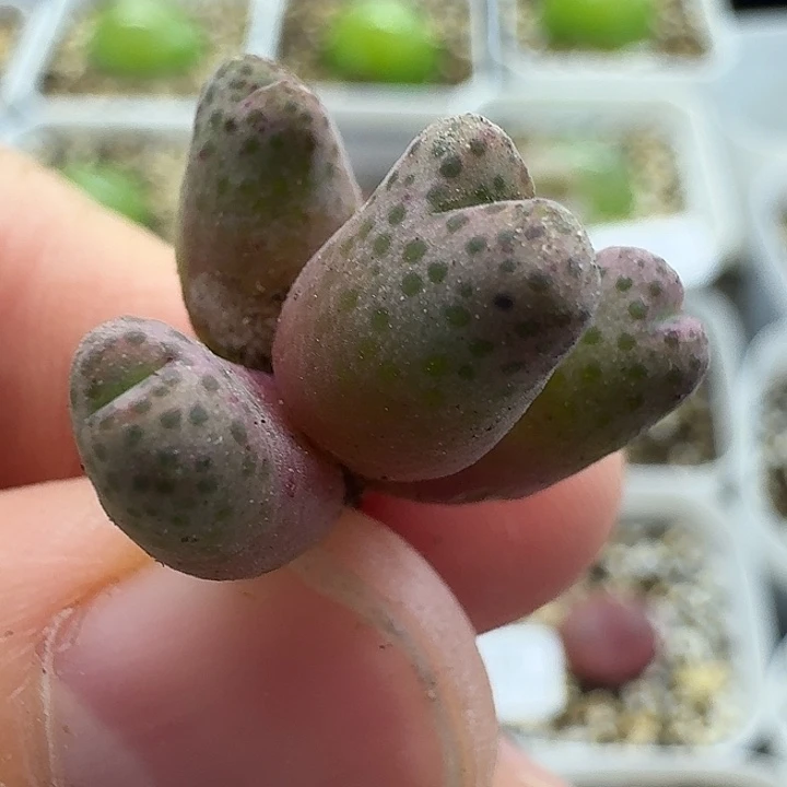 老马生石花95d斑马2119