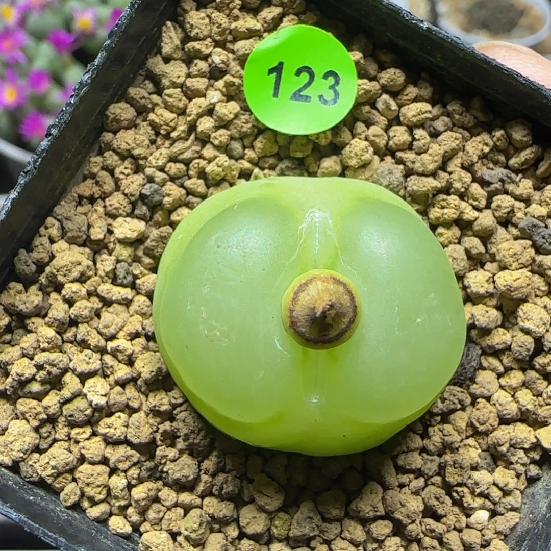 拉登2.7瑕疵多肉植物123