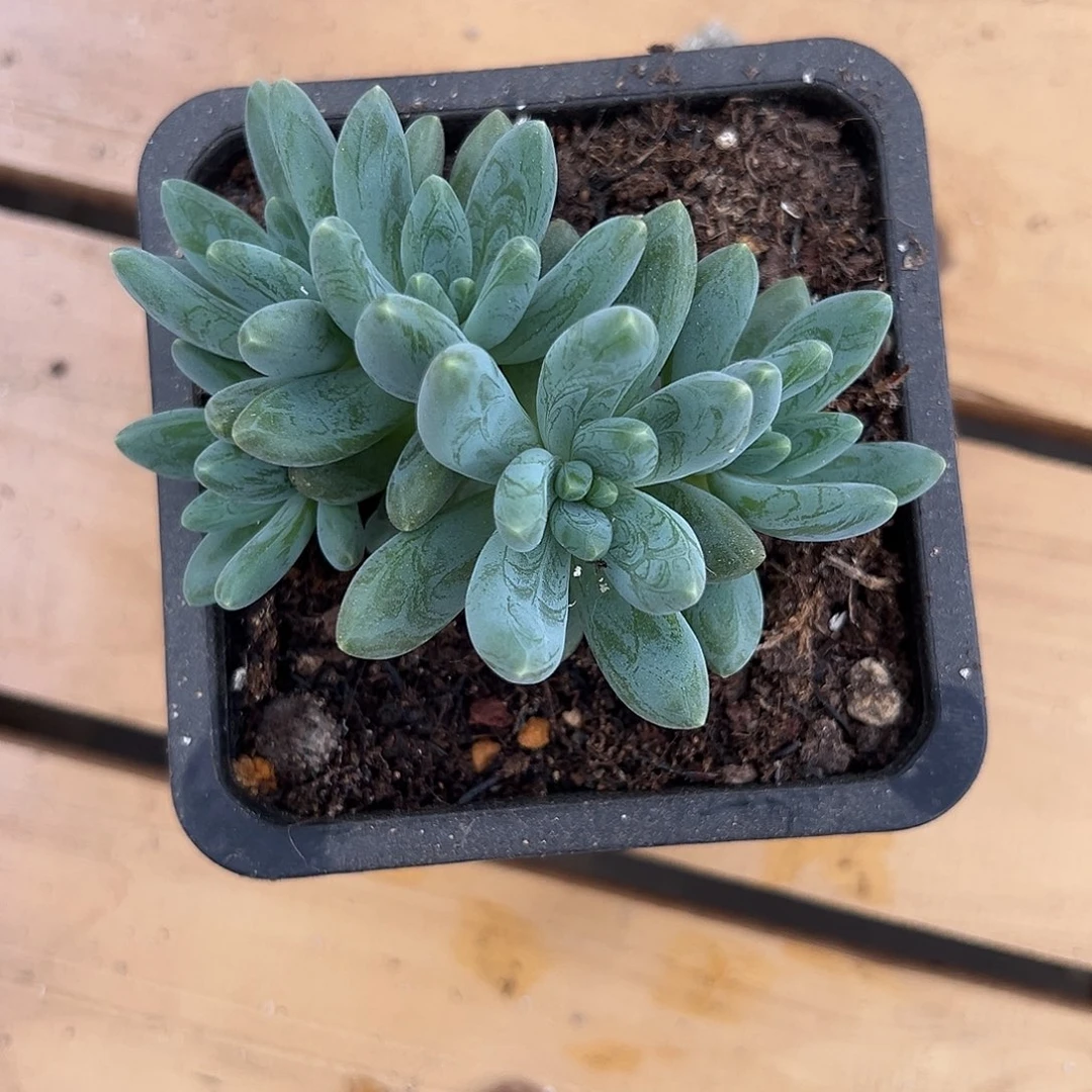 喙*阿迪斯托群生一个