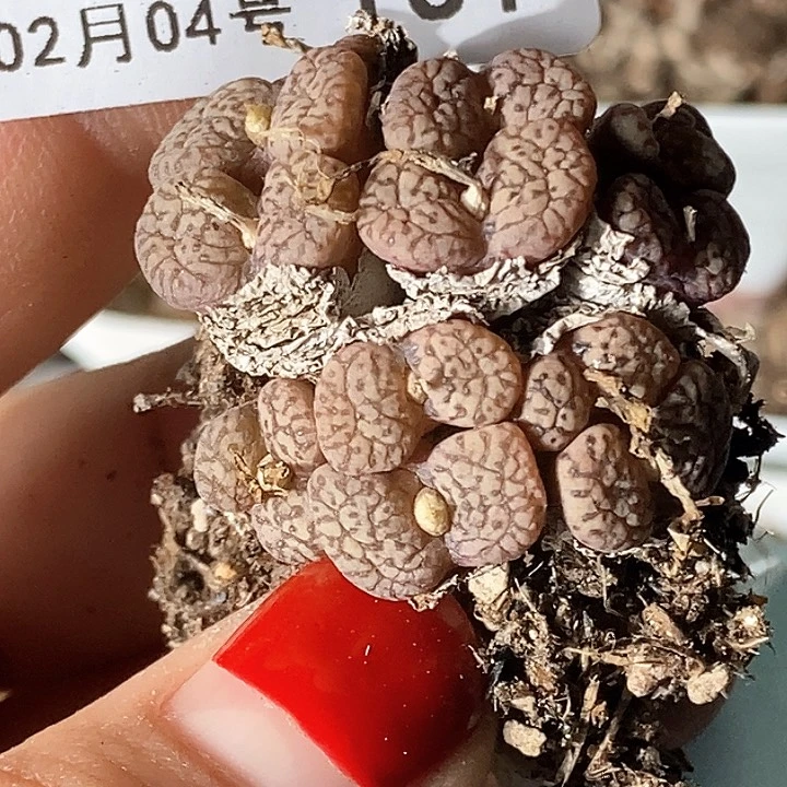 神***锡桃喜花园0204-131勋章