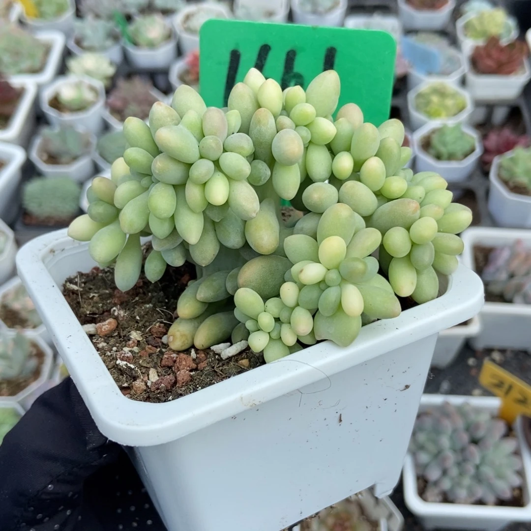 1661汤圆缀多肉植物