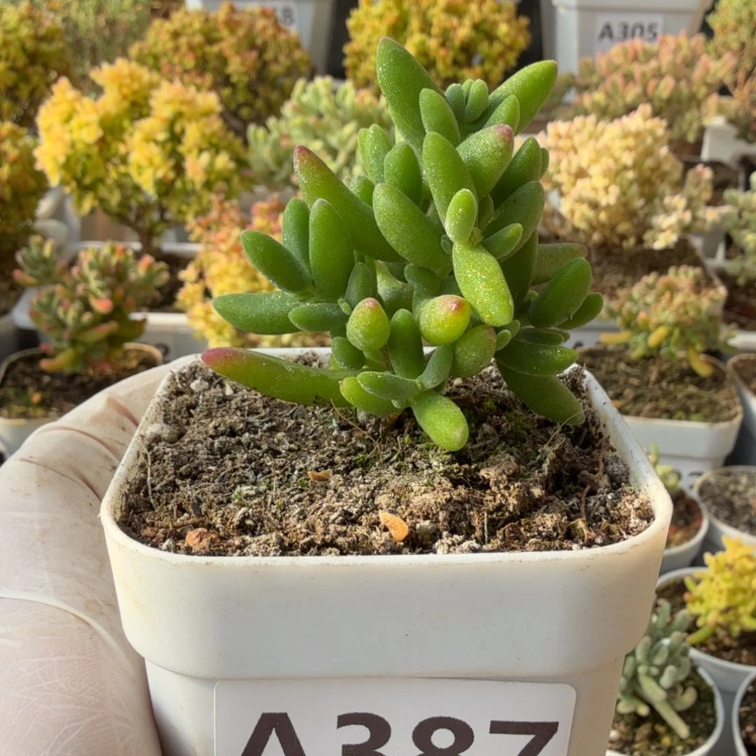 A387想看枝干28元包邮