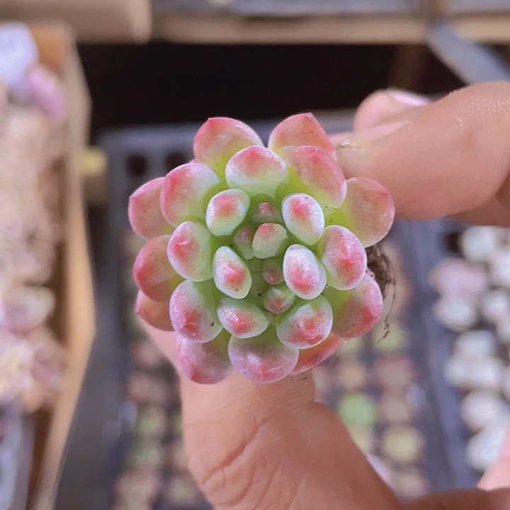 蓝苹果精品多肉量拍