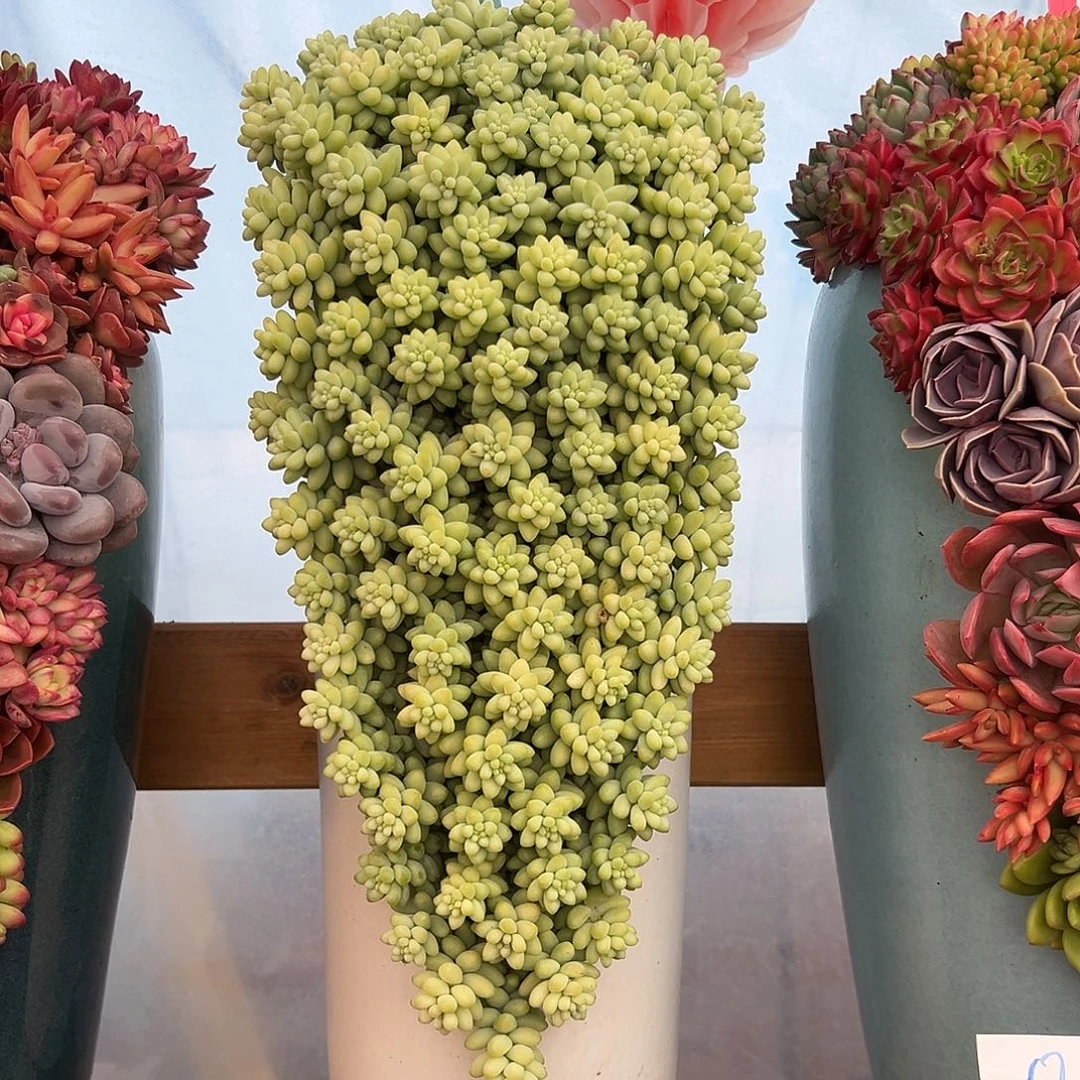 玉缀大号组合花园多肉