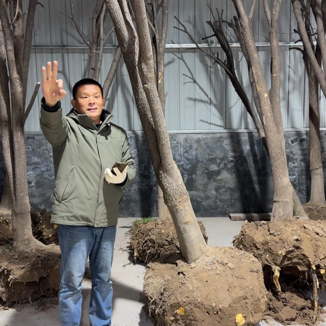 无花朵果树1111111