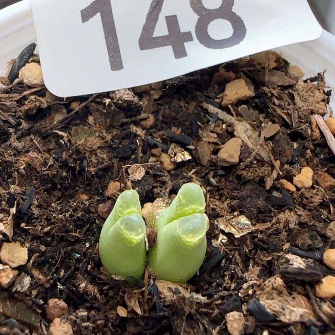 奶瓶。         带盆土。