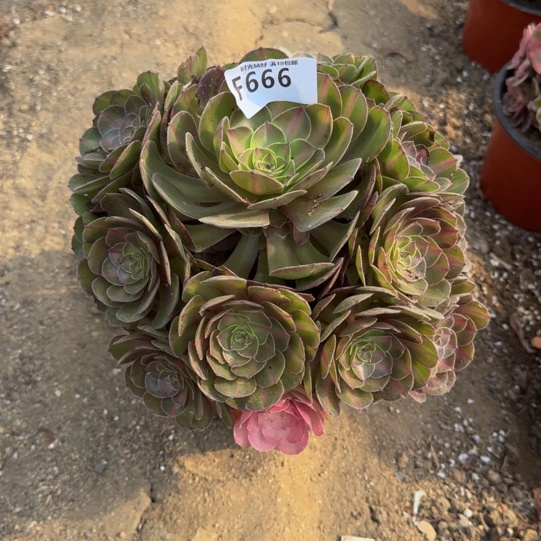 ****兜666荔枝中斑寄养到秋白盆