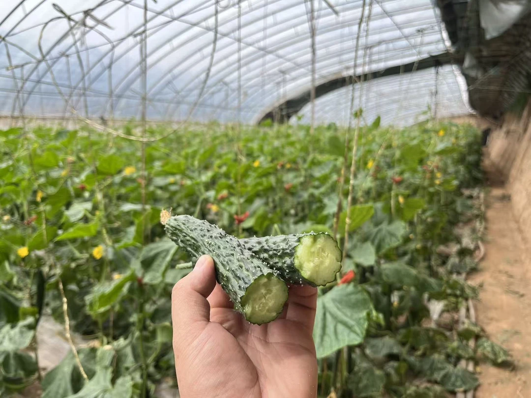 新鲜现摘绿心带刺黄瓜脆嫩可口适合生吃腌制