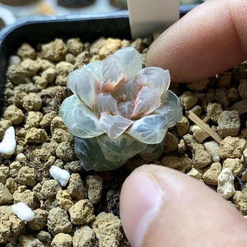 【闪购商品】205龙爪