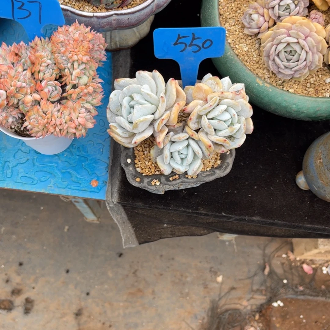 我**鱼550雪特多肉