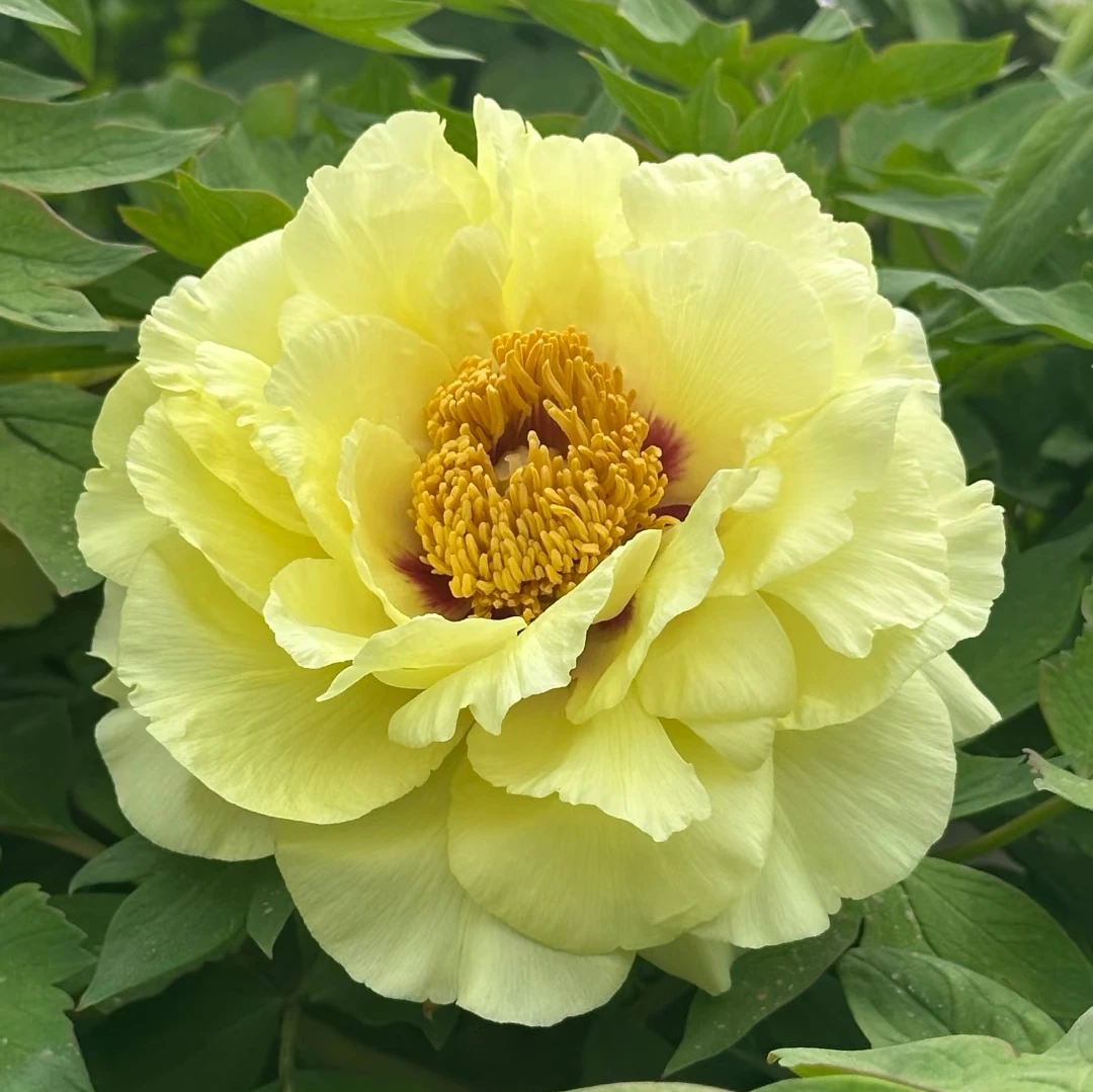 牡丹【皇冠】菏泽观赏牡丹精品苗 先发肥料 秋季发苗