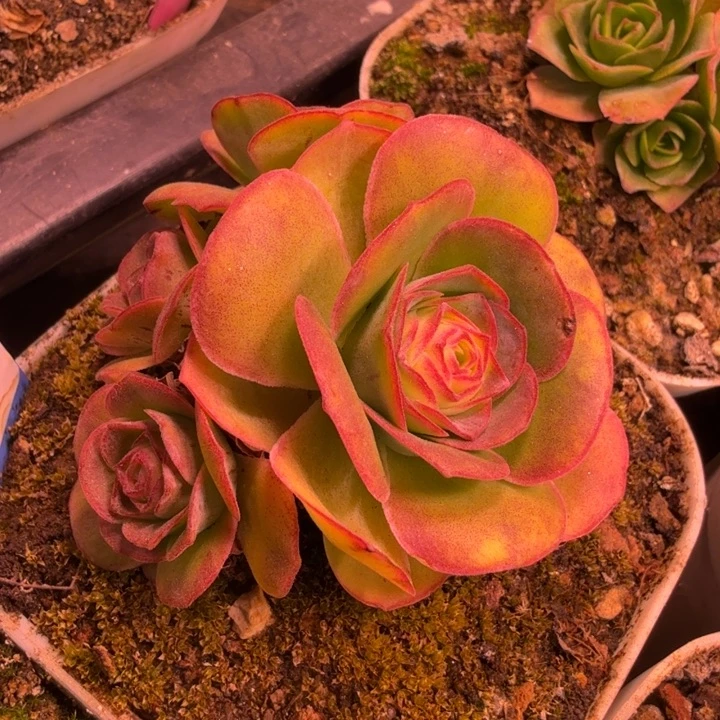 杨杨643  潘系白龙一代