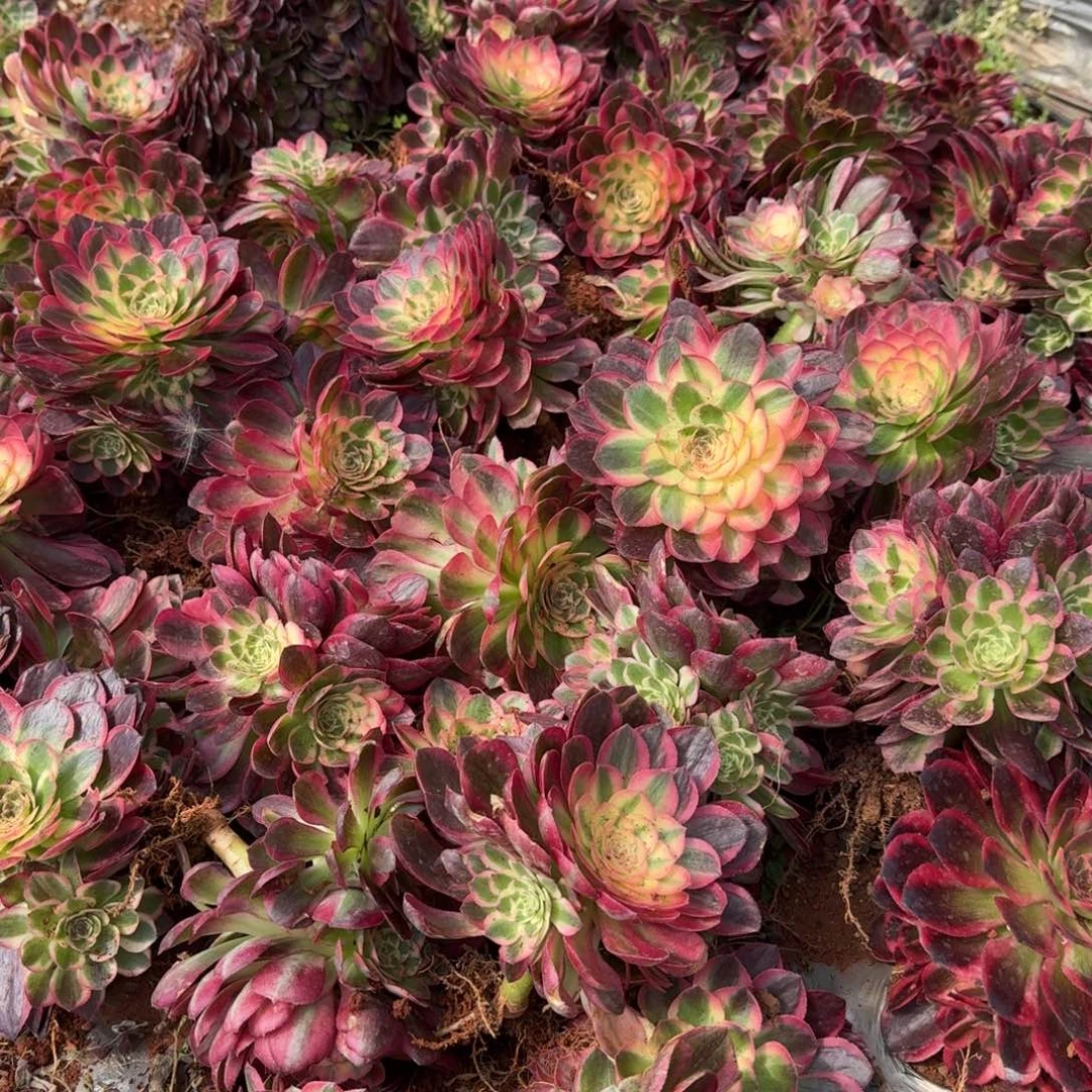 9.9海仙送云和啊啊啊啊啊啊