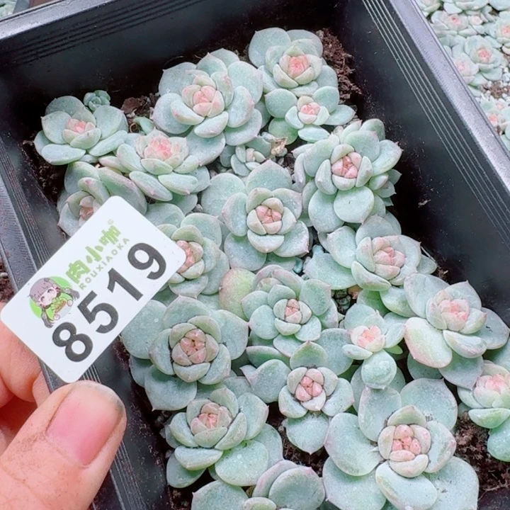 微***雨多肉植物多肉植物