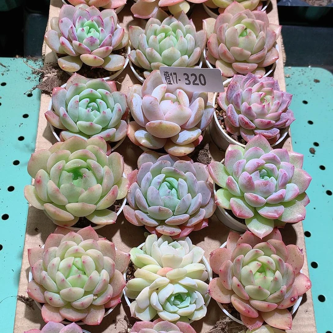 17-320一物一拍带盆18颗