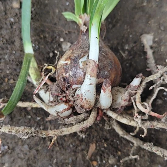 完全开放粉衣公主4厘米坨坨