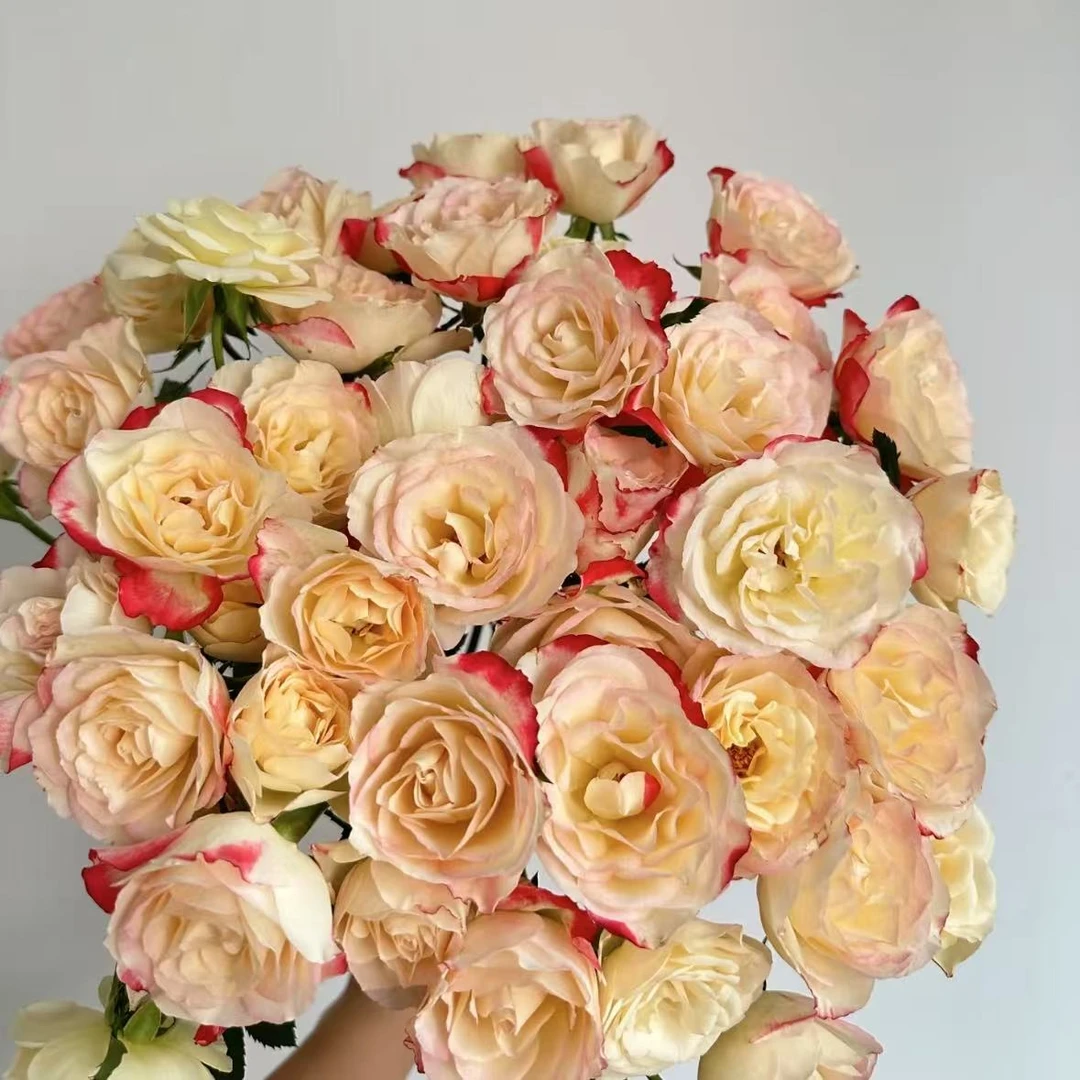 【植迷不误】醉红妆多头玫瑰 居家插花云南鲜花 基地包邮直发