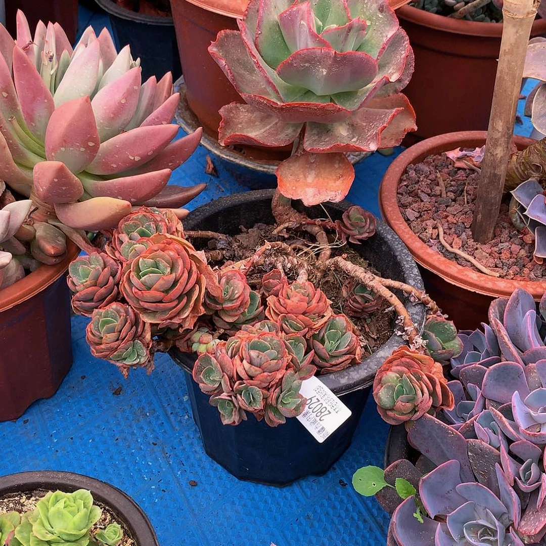 *️****     初吻28029