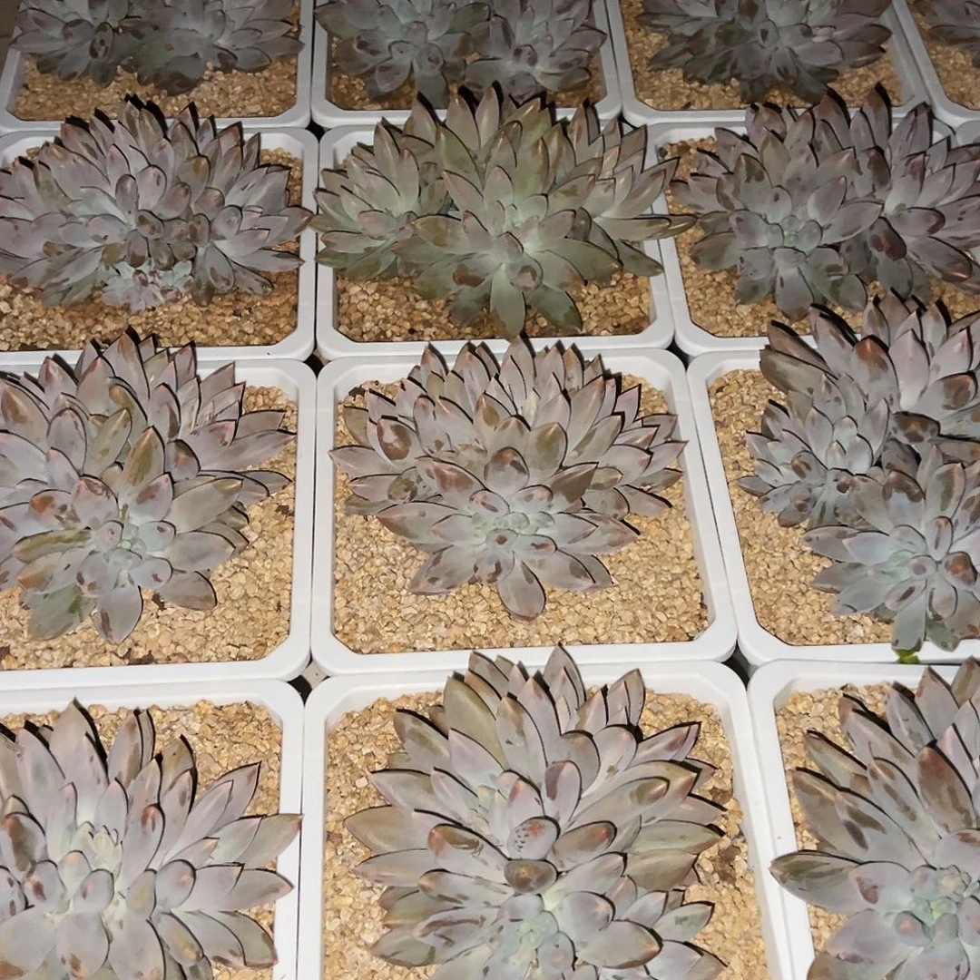 ****k10颗10颗哥特哥特哥特