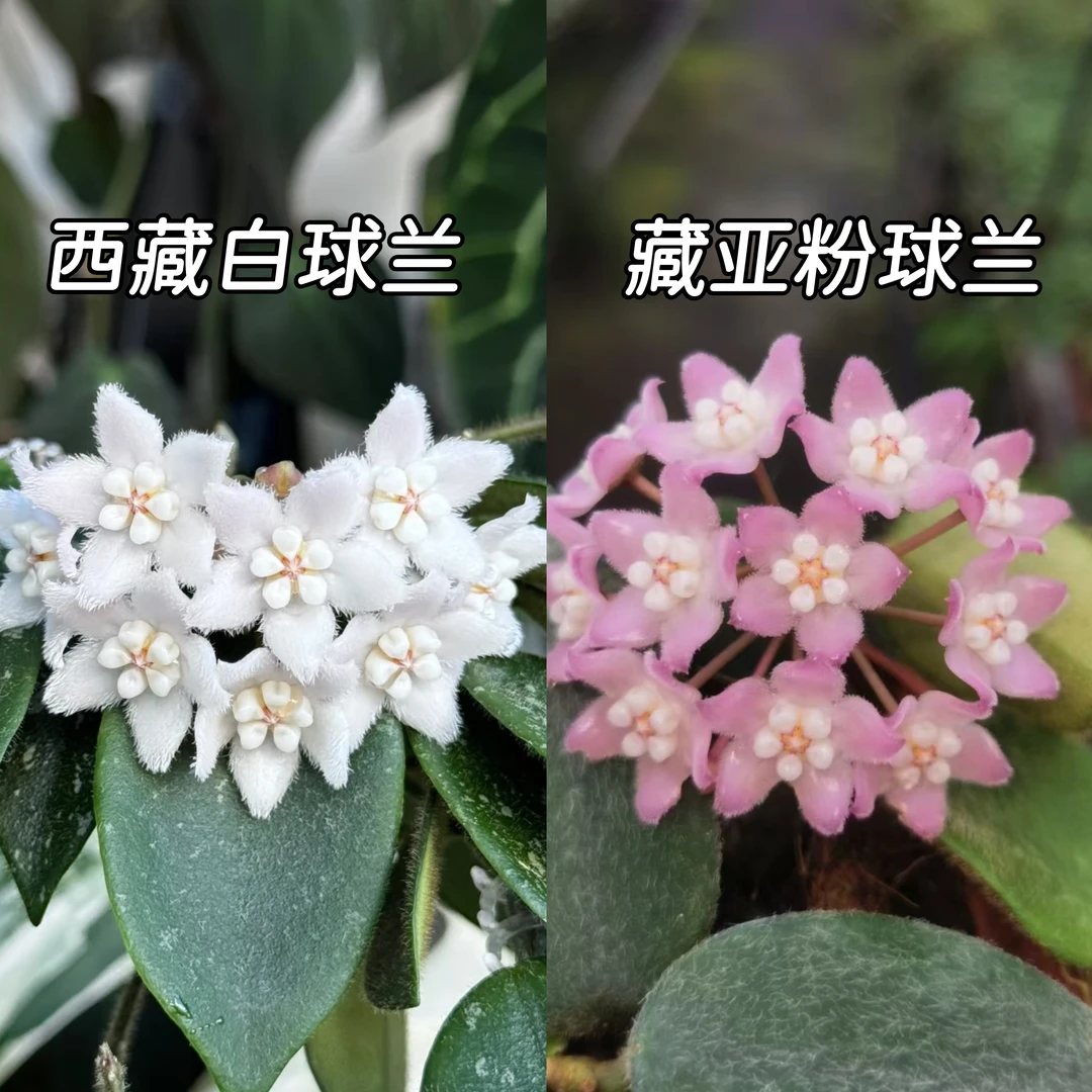 【西藏系列】基地种植容易开花室内阳台办公室生长垂吊爬藤懒人推荐