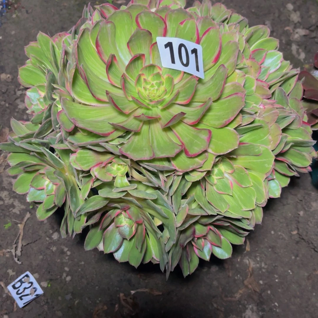 莲花法师26////-16包邮