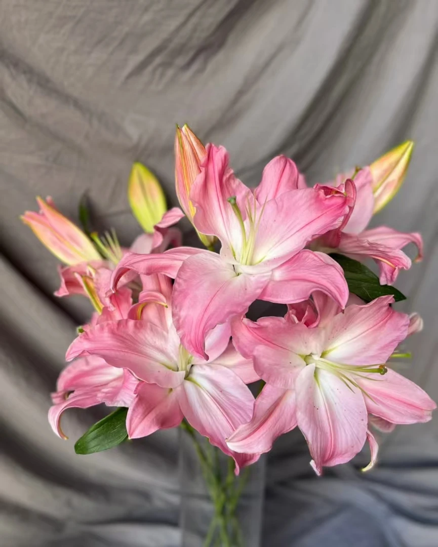 英英鲜花 【粉精灵 新品单瓣香水百合】云南鲜花 顺丰包邮