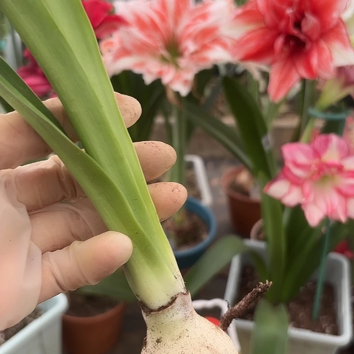 无花朵昨日重现四左右包对版