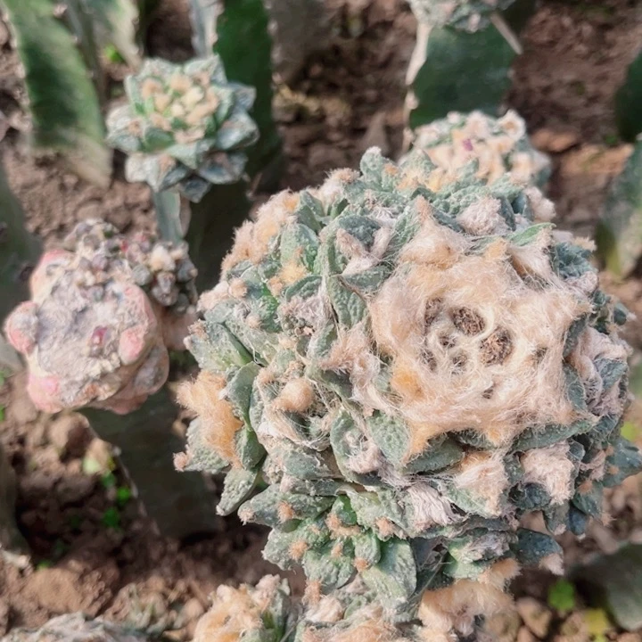 城****村群友牡丹三角嫁接