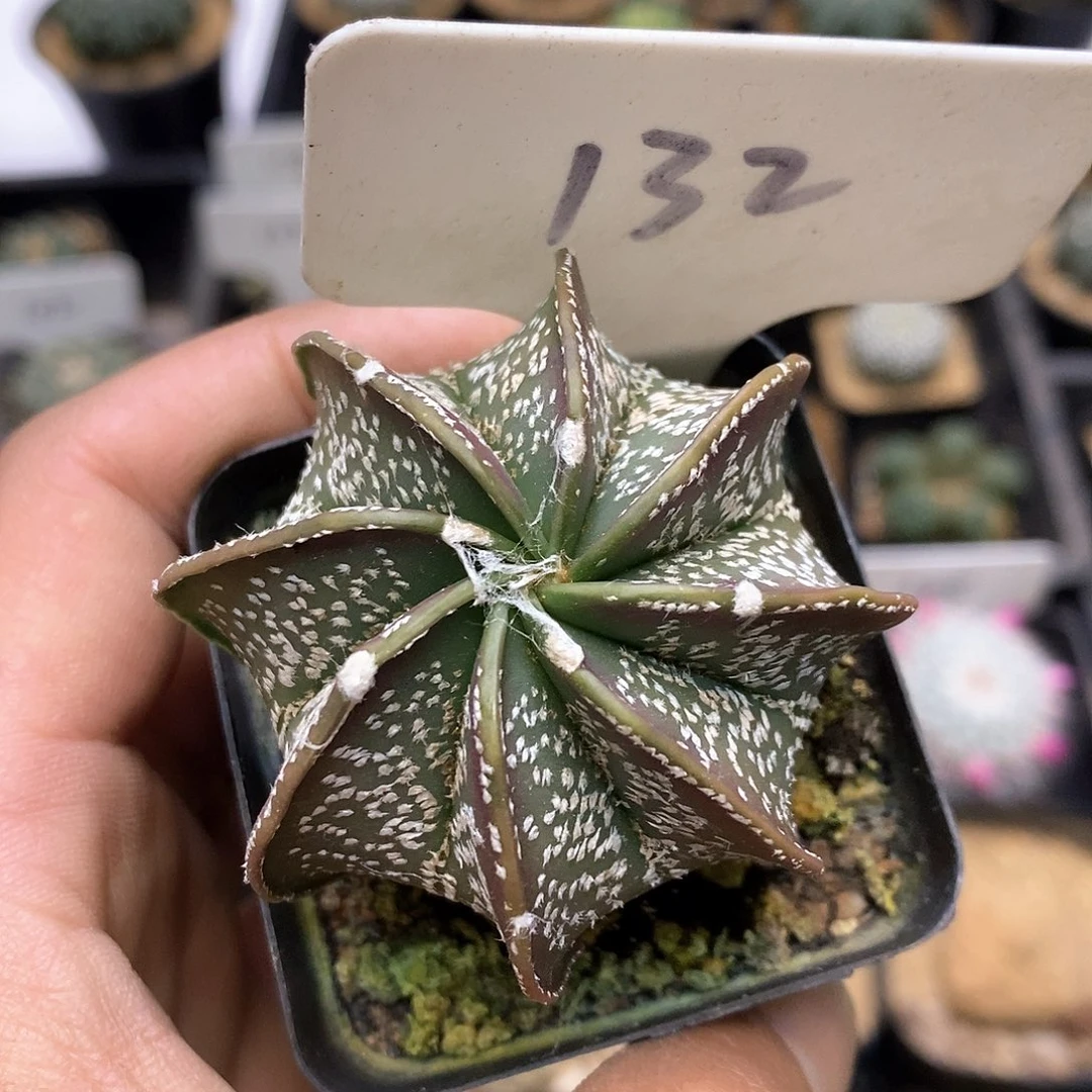 开播后我会一直看