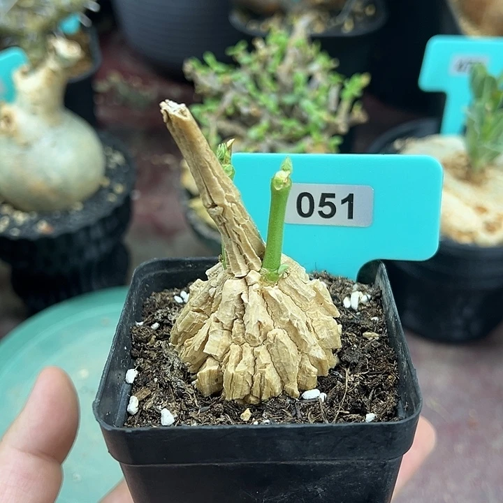 龟甲萝藦多肉植物