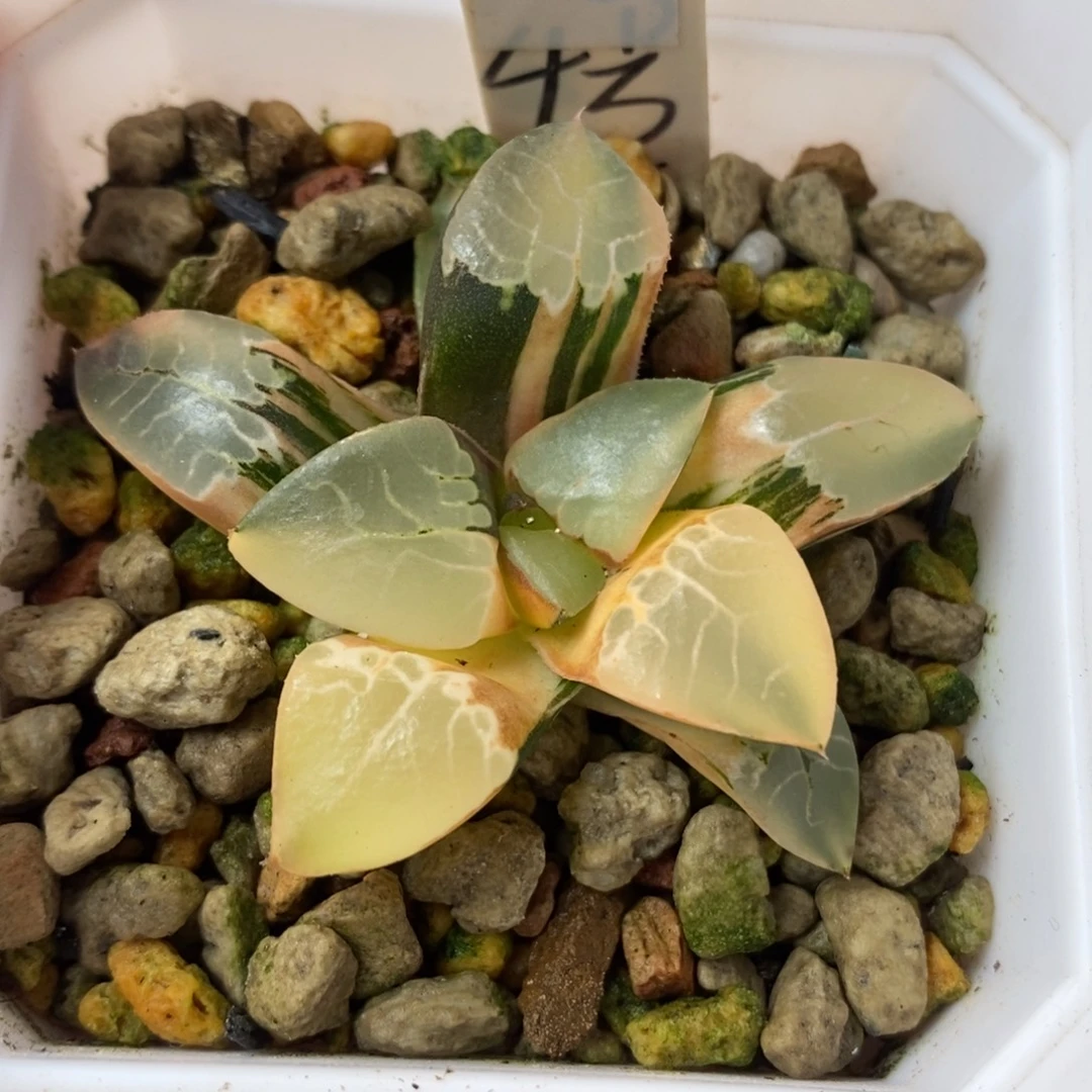 100火凤凰锦一物一拍