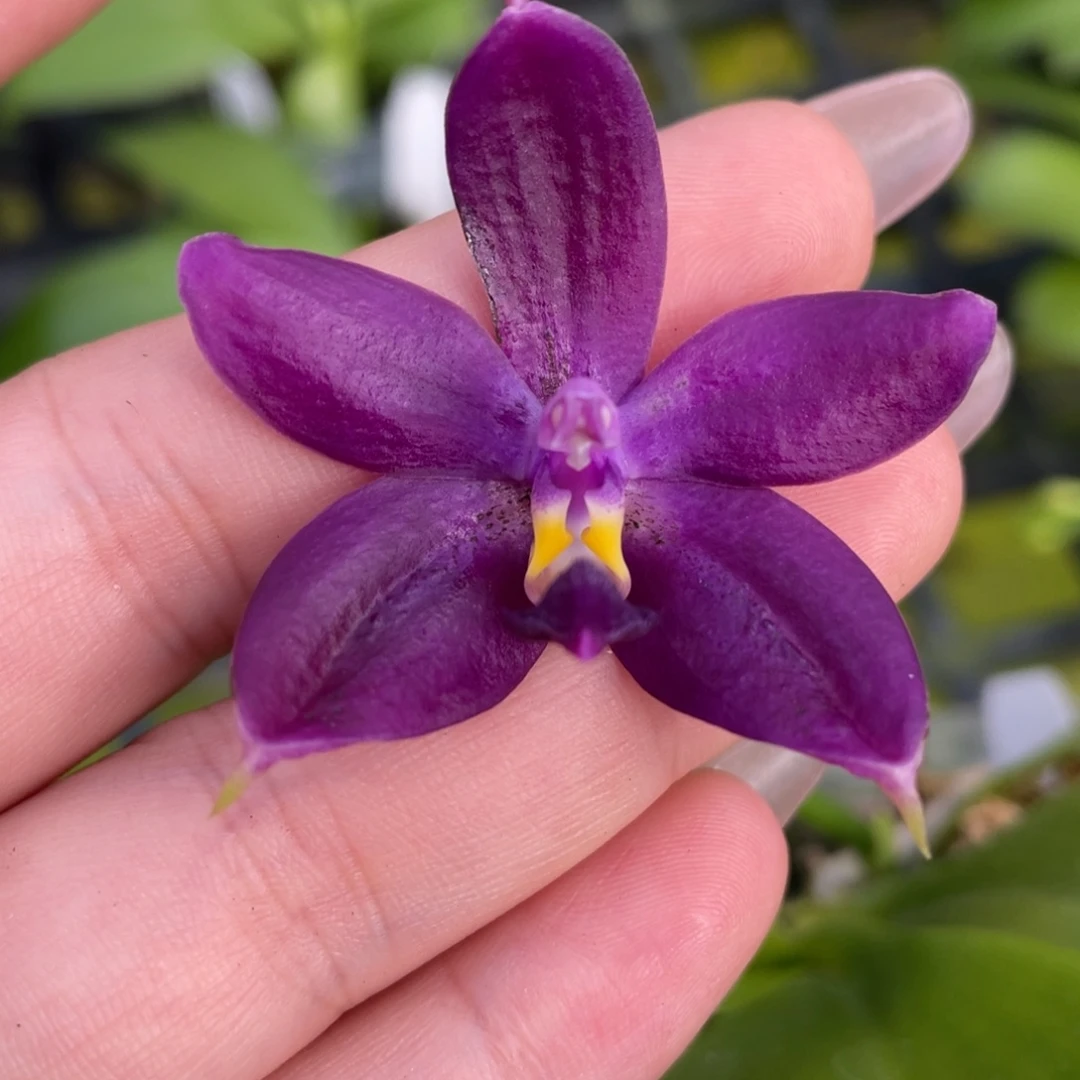 完全开放荧光珍。浓香