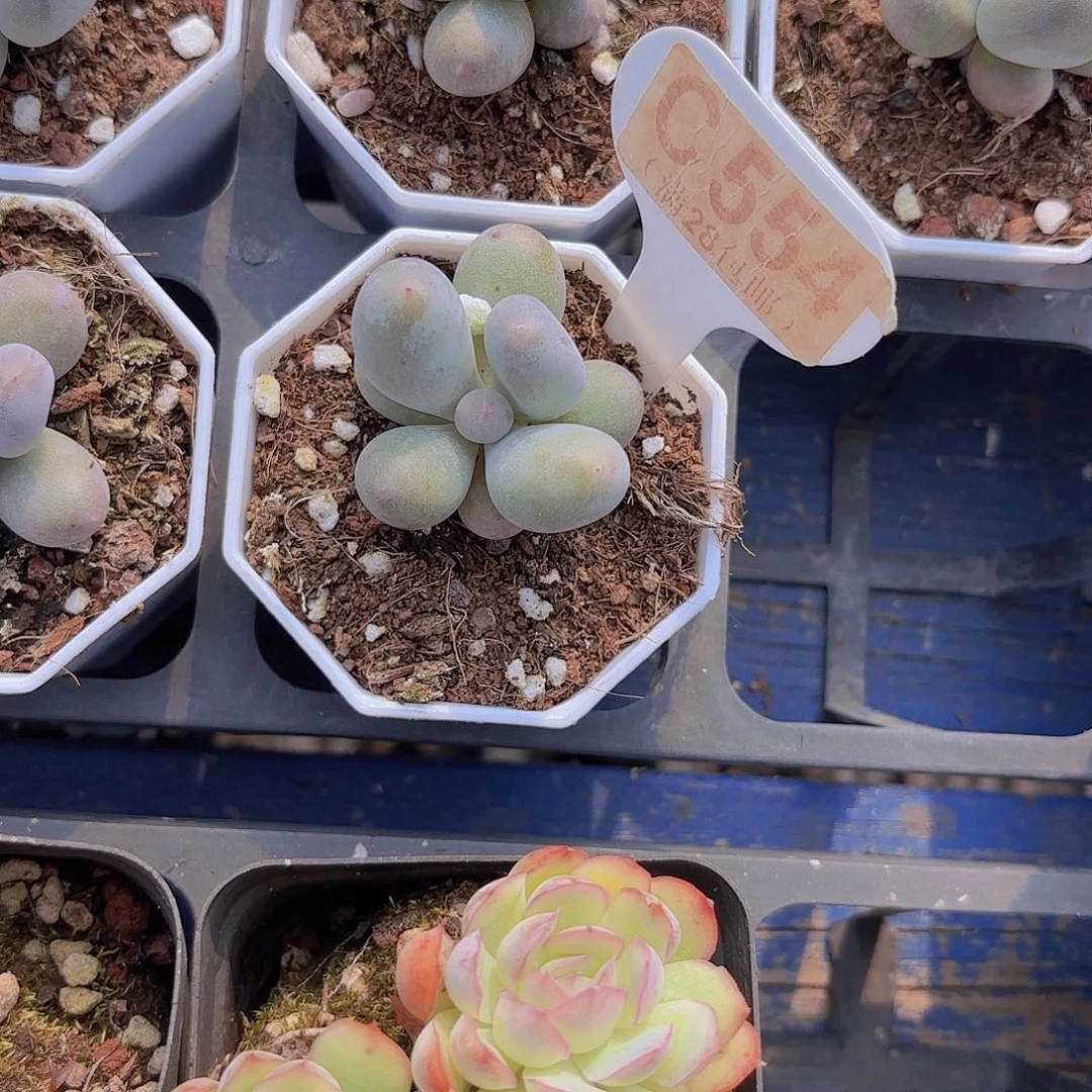 C554Mike奶一物一拍