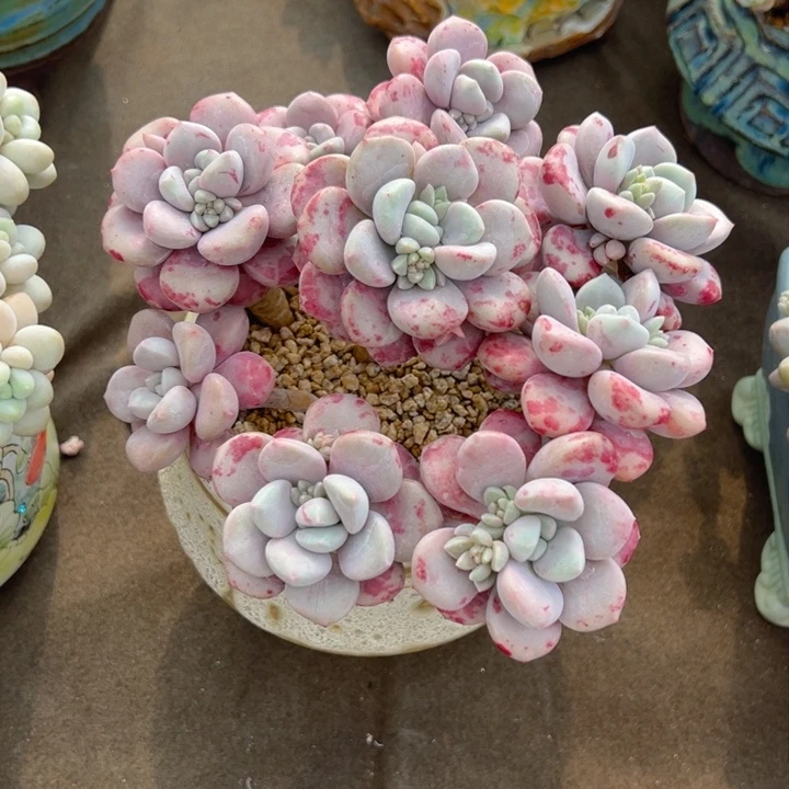 ?**?花瓣露一物一拍