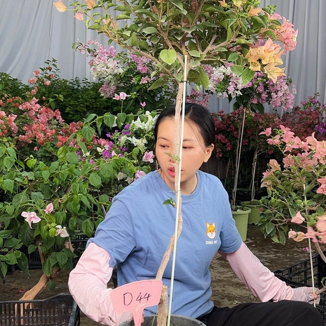 用***6大部分花苞少量开放D.44卡亚塔