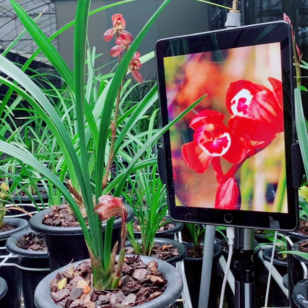 大部分花苞少量开放