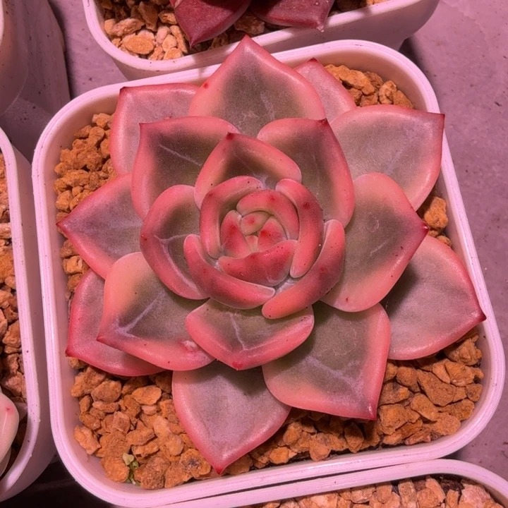 伊丽莎白锦，多肉锦