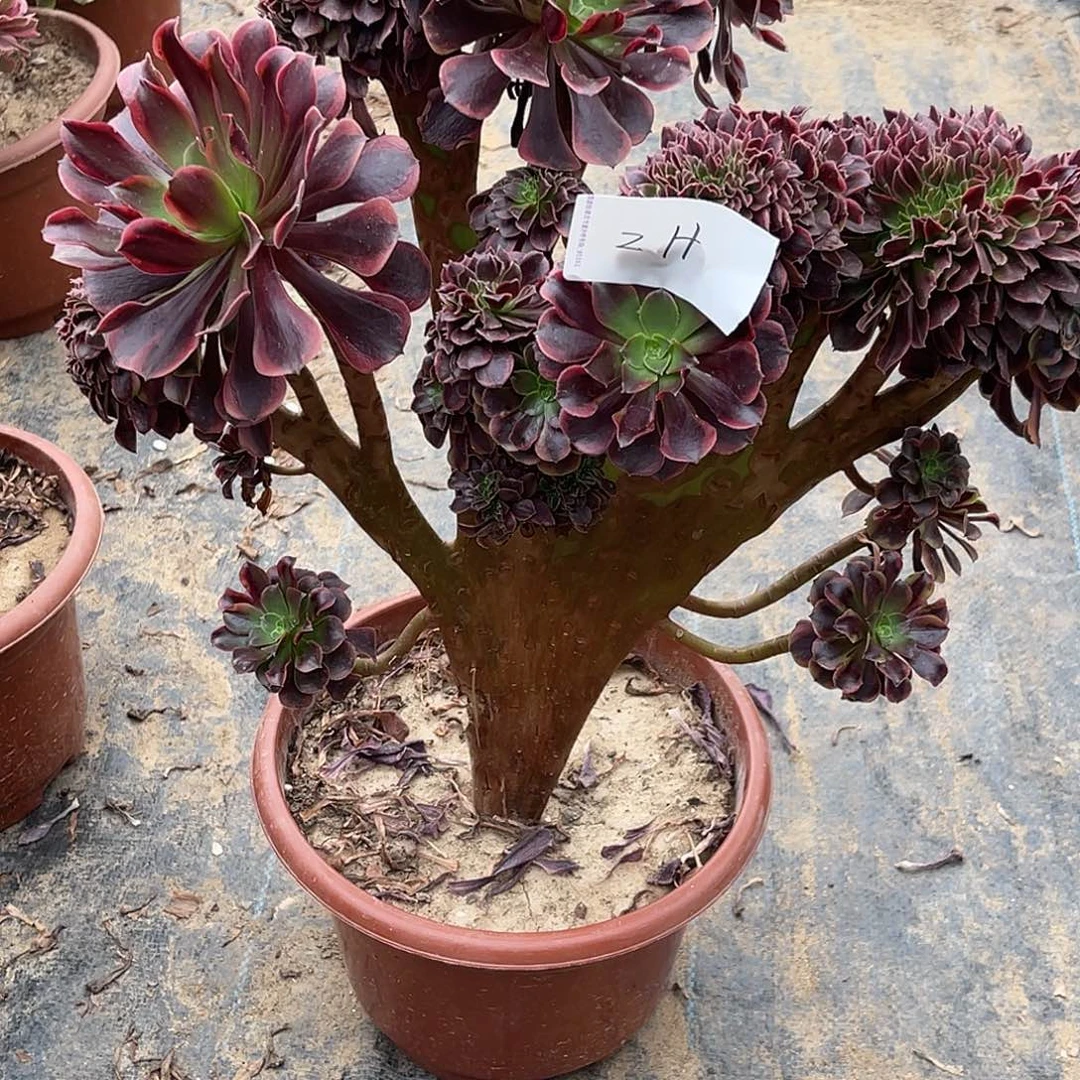 用***8欧嘉莉缀化脱土发货