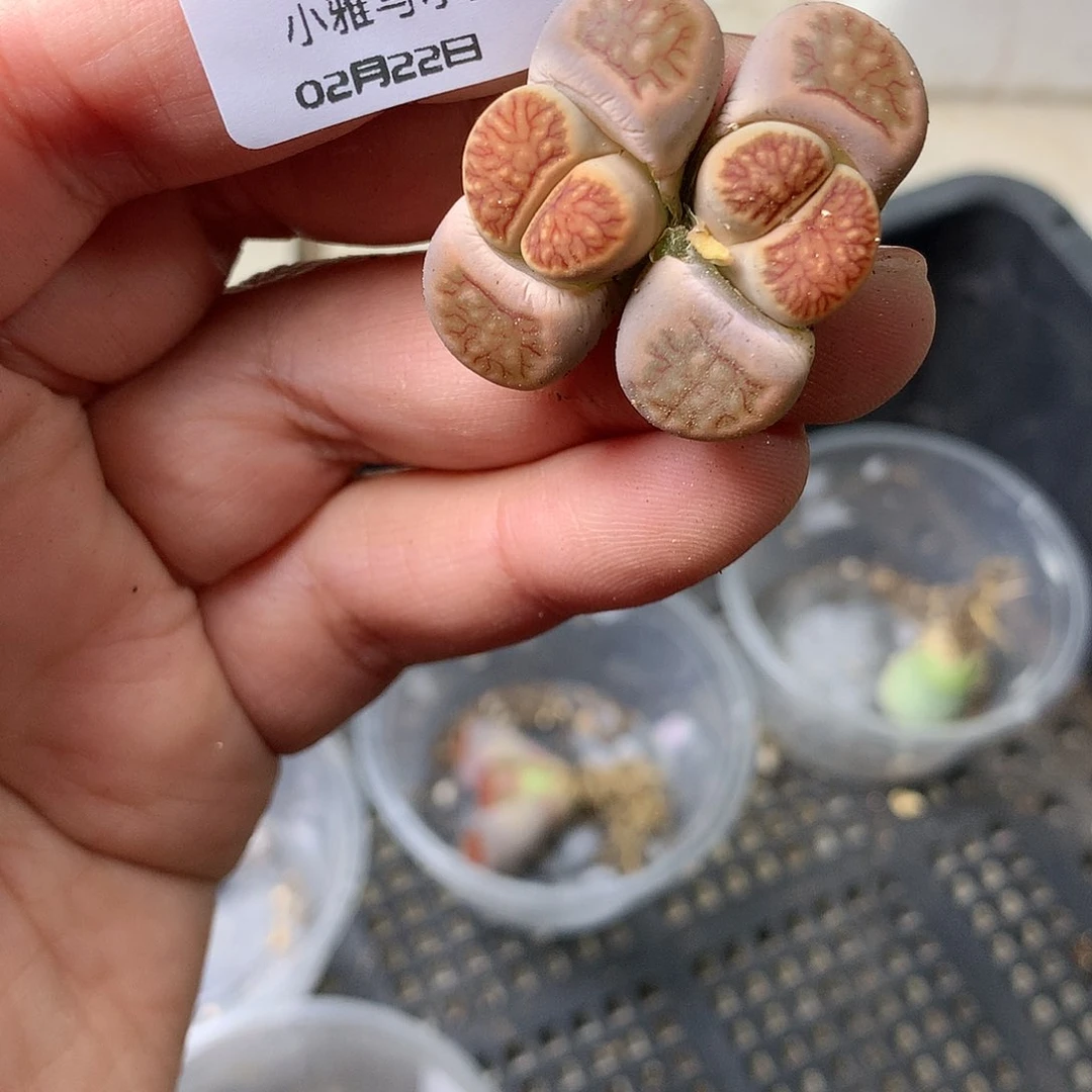 X294多肉植物保护