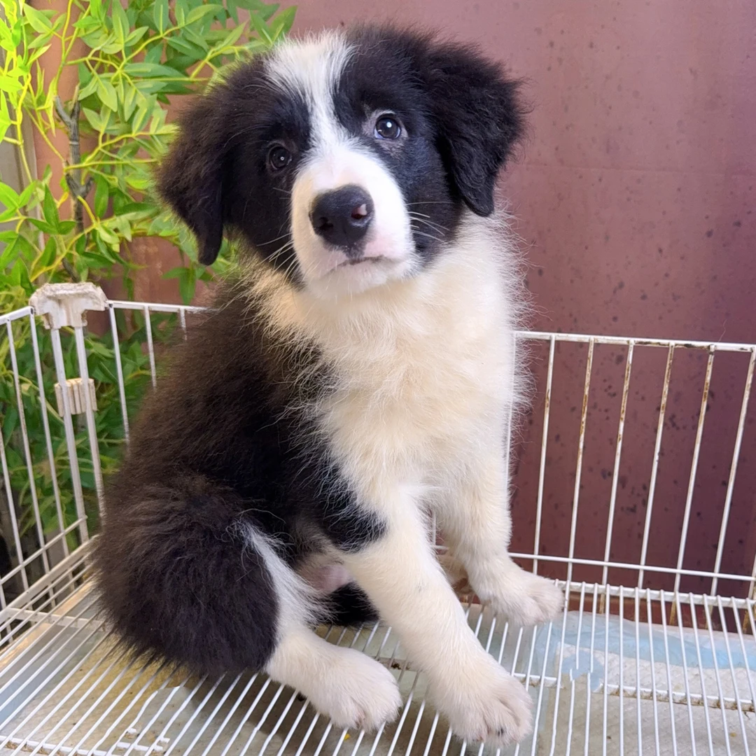 【木土犬舍】双血统纯种边牧小公黑白色带出生纸芯片三针疫苗已做