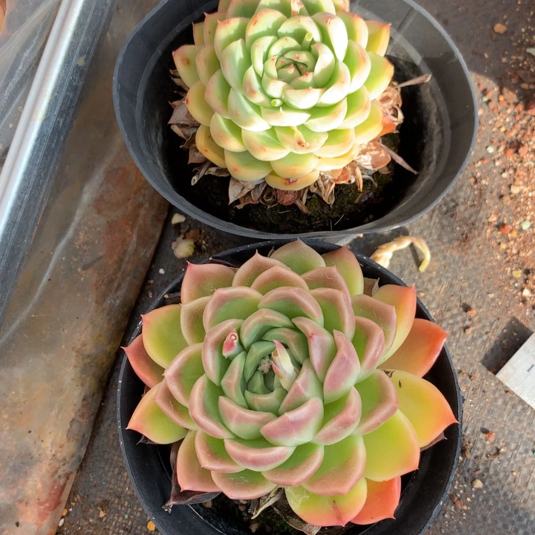 4878-4879两颗杂交多肉植物