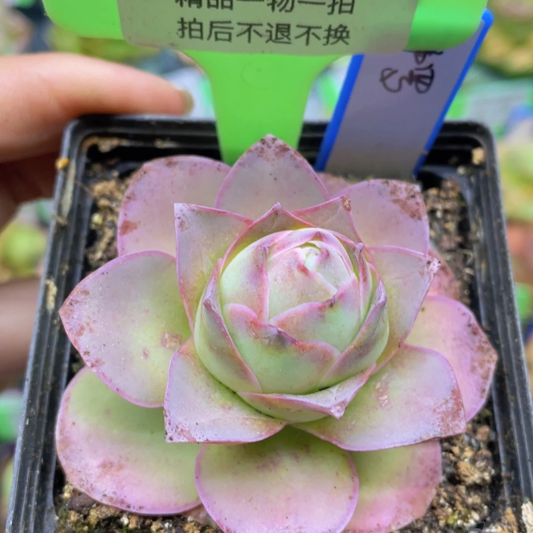 耶罗多肉J118一物一拍