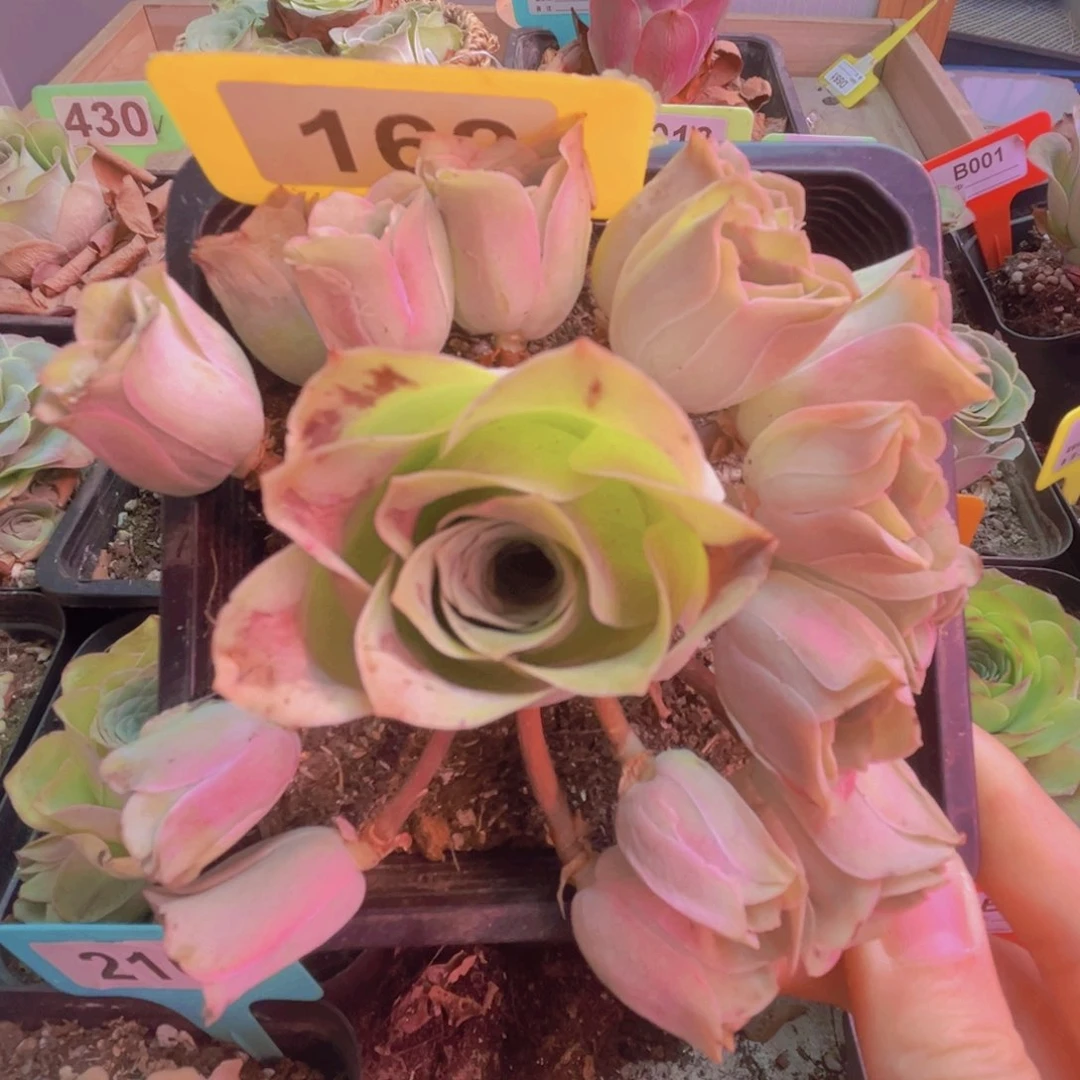 162粉色多头手捧玫瑰