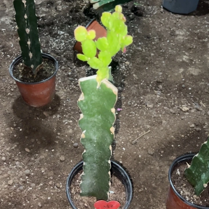 幸***星当前无花栽培后可以开花037  352
