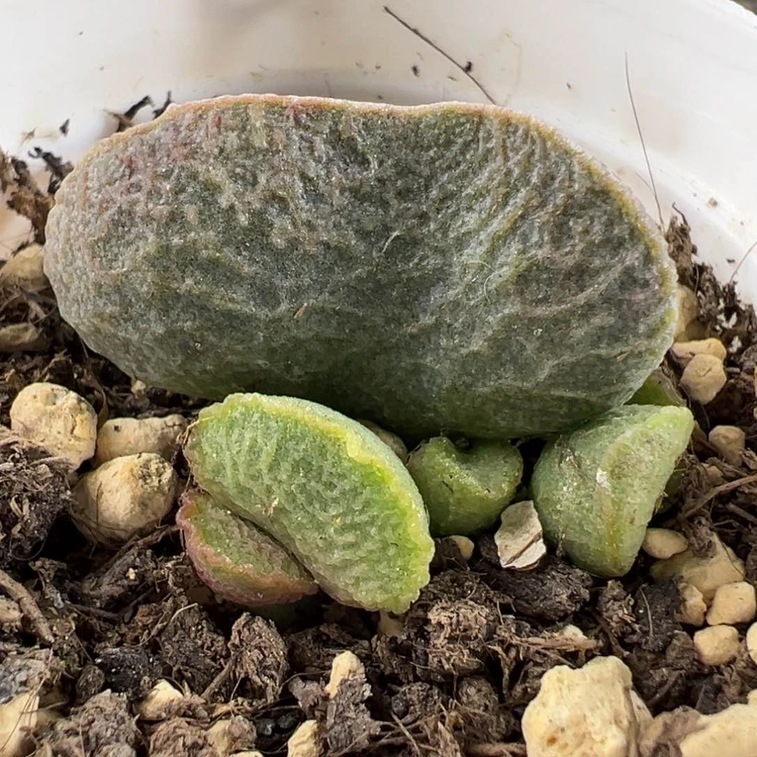 实生新品底叶苗多肉植物水泡